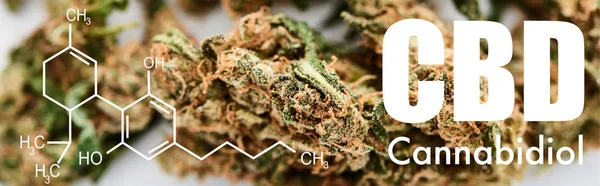 Nahaufnahme medizinischer Marihuana-Knospen auf weißem Hintergrund mit cbd-Molekül-Illustration, Panoramaaufnahme — Stockfoto