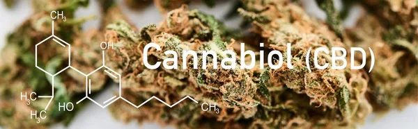Nahaufnahme medizinischer Marihuana-Knospen auf weißem Hintergrund mit cbd-Molekül-Illustration, Panoramaaufnahme — Stockfoto
