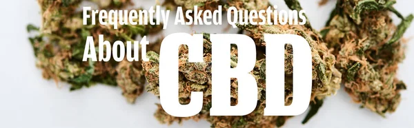 Nahaufnahme medizinischer Marihuana-Knospen auf weißem Hintergrund mit häufig gestellten Fragen zur cbd-Illustration, Panoramaaufnahme — Stockfoto
