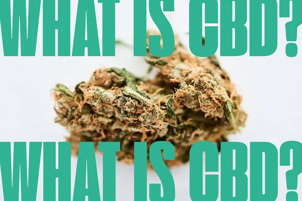Marijuana bud no fundo branco com o que é questão cbd — Fotografia de Stock