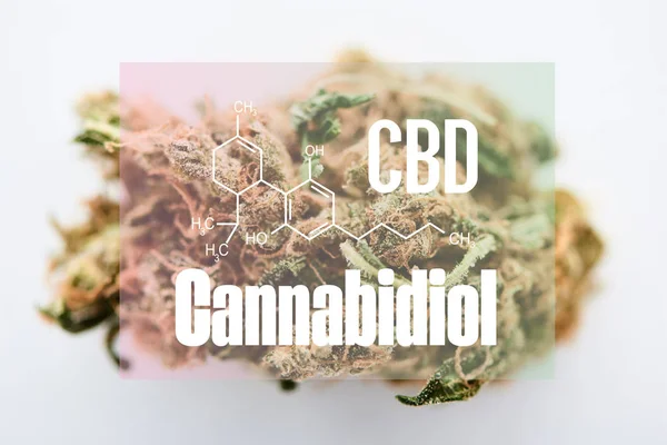 Brote de marihuana sobre fondo blanco con ilustración de molécula de cbd - foto de stock