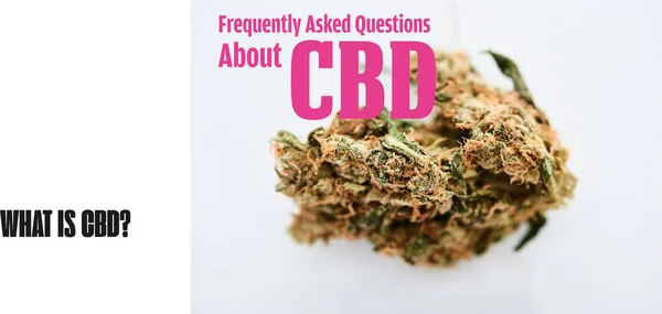 Marijuana bud on white background with frequently asked questions about cbd illustration — Stock Photo