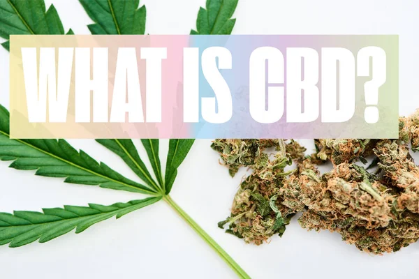 Top view of green cannabis leaf and marijuana buds on white background with what is cbd question — Stock Photo