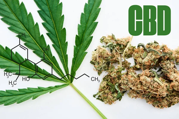 Vista superior de la hoja de cannabis verde y los brotes de marihuana sobre fondo blanco con ilustración de moléculas de cbd - foto de stock