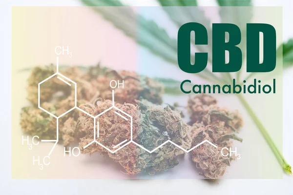 Hojas de cannabis y cogollos de marihuana sobre fondo blanco con ilustración de moléculas de cbd - foto de stock