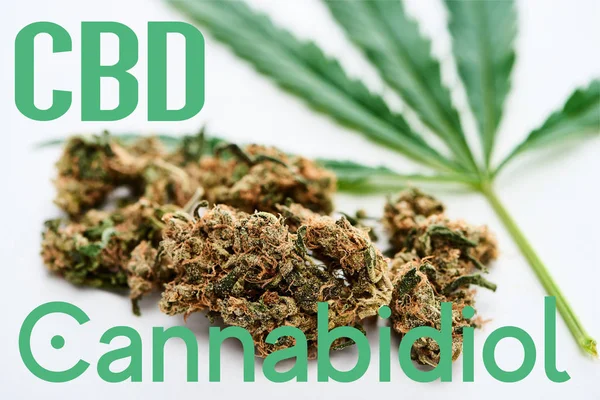 Cannabis medica e foglie di marijuana su sfondo bianco con illustrazione cbd — Foto stock