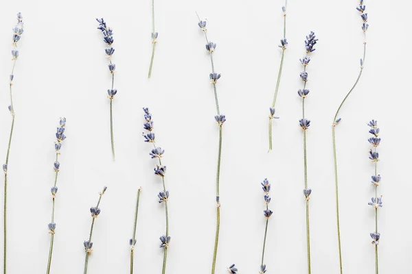 Vista superior de galhos de lavanda seca com flores isoladas em branco — Fotografia de Stock