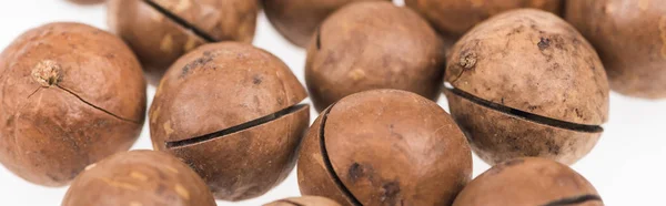 Close up view of Macadamia nuts scattered isolated on white, panoramic shot — Stock Photo