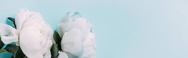 Vue de dessus des pivoines blanches sur fond bleu, panoramique — Photo de stock