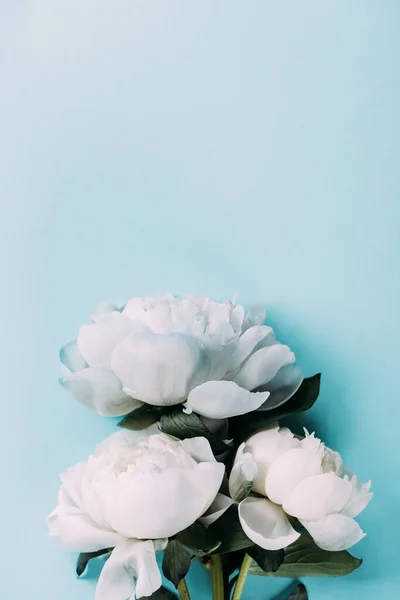 Top view of white peonies on blue background — Stock Photo
