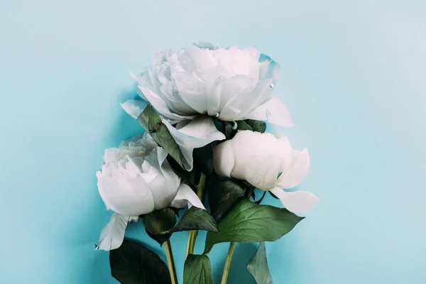 Top view of white peonies on blue background — Stock Photo