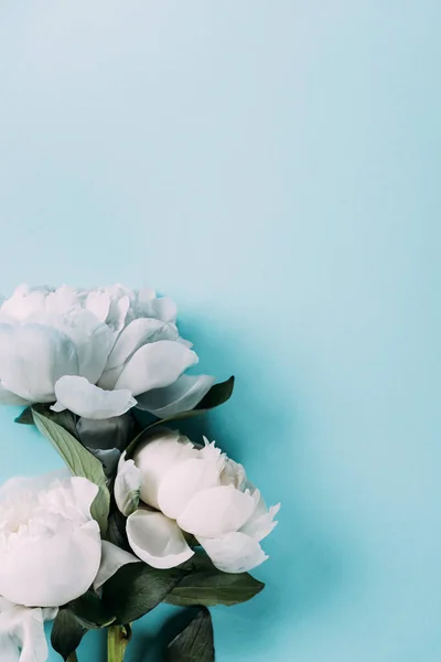 Top view of white peonies on blue background — Stock Photo