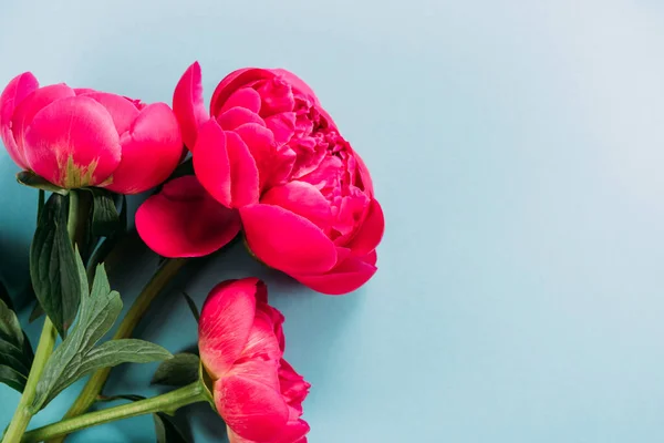 Vista superior de coloridas peonías rosadas sobre fondo azul - foto de stock