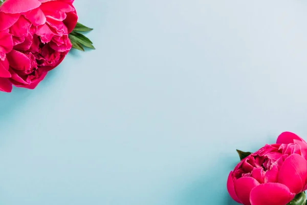 Вид сверху на красочные розовые пионы на голубом фоне — стоковое фото