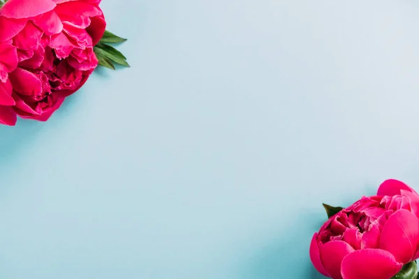 Top view of colorful pink peonies on blue background — Stock Photo