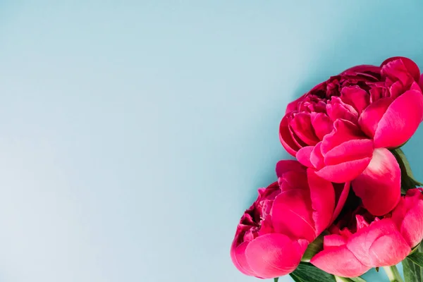 Draufsicht auf bunte rosa Pfingstrosen auf blauem Hintergrund — Stockfoto