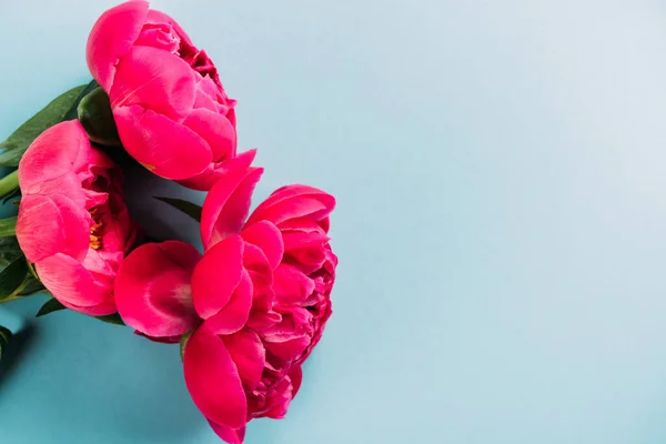 Top view of colorful pink peonies on blue background — Stock Photo