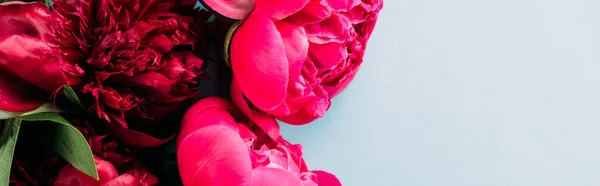 Top view of colorful pink peonies on blue background, panoramic shot — Stock Photo