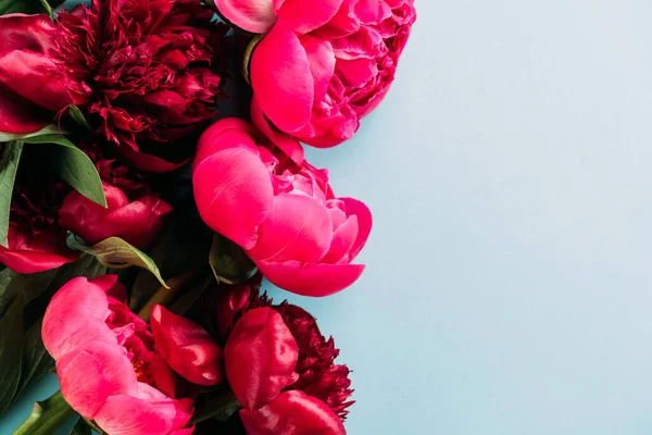 Vista superior de coloridas peonías rosadas sobre fondo azul - foto de stock