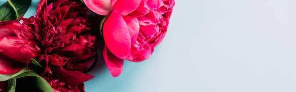 Top view of colorful pink peonies on blue background, panoramic shot — Stock Photo