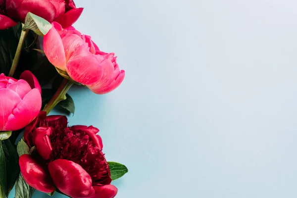 Vista superior de coloridas peonías rosadas sobre fondo azul - foto de stock