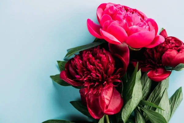 Vista superior de coloridas peonías rosadas sobre fondo azul - foto de stock