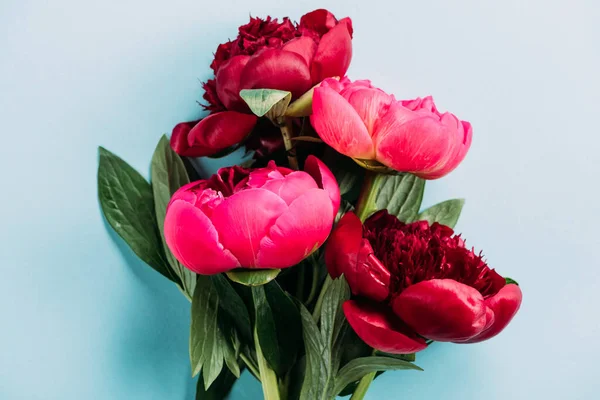 Top view of pink peonies on blue background — Stock Photo