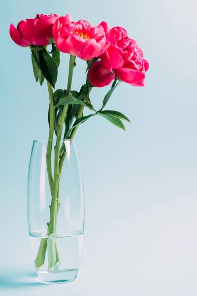 Bouquet of pink peonies in glass vase on blue background — Stock Photo