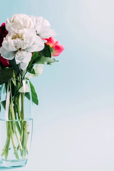 Букет розовых и белых пионов в стеклянной вазе на синем фоне — стоковое фото