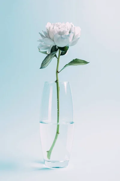 Ywhite peony in glass vase on blue background — Stock Photo