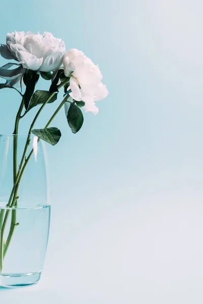 Ramo de peonías blancas en jarrón de vidrio sobre fondo azul - foto de stock