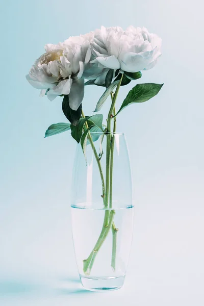 Bouquet of white peonies in glass vase on blue background — Stock Photo