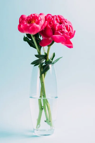 Ramo de peonías rosadas en jarrón de cristal sobre fondo azul - foto de stock