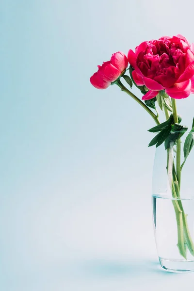 Bouquet de pivoines roses dans un vase en verre sur fond bleu — Photo de stock