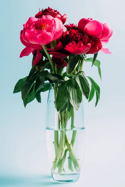 Ramo de peonías rosadas en jarrón de cristal sobre fondo azul - foto de stock