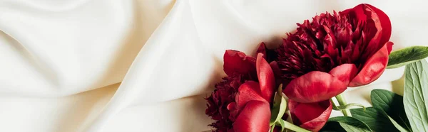 Vista dall'alto di peonie rosse su panno bianco, colpo panoramico — Foto stock