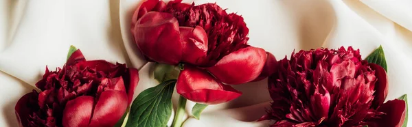 Top view of bouquet of red peonies on white cloth, panoramic shot — Stock Photo