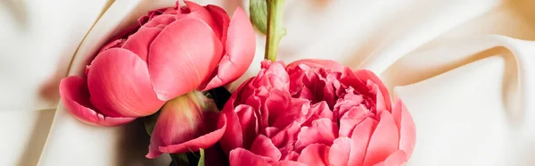 Top view of pink beautiful peonies on white cloth, panoramic shot — Stock Photo
