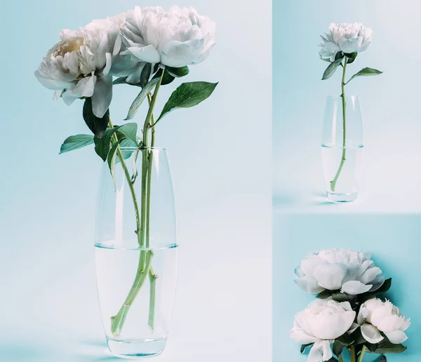 Bouquet of white peonies in glass vase on blue background, collage — Stock Photo