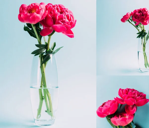 Ramo de peonías rosadas en jarrón de vidrio sobre fondo azul, collage - foto de stock