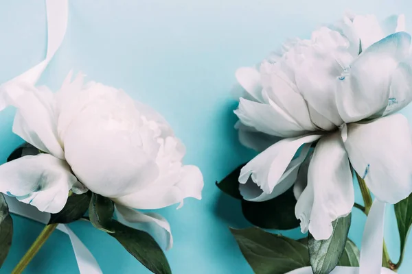 Top view of white peonies with ribbon on blue background — Stock Photo