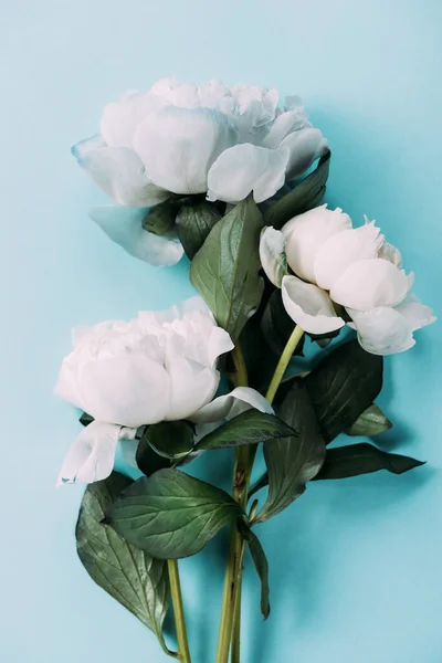 Vista dall'alto di peonie bianche su sfondo blu — Foto stock