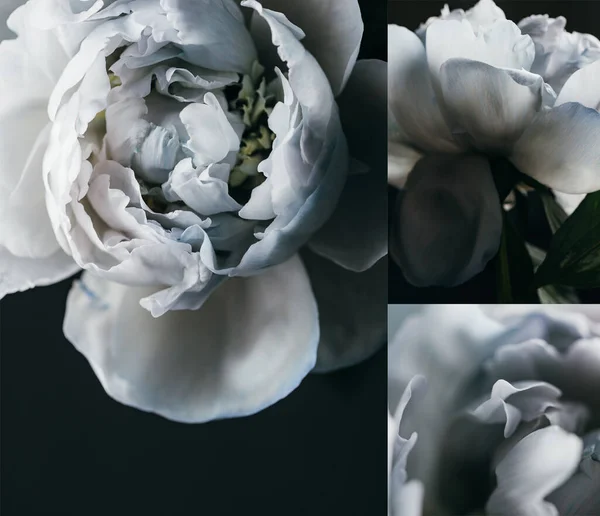 Collage of blue peonies on black background — Stock Photo