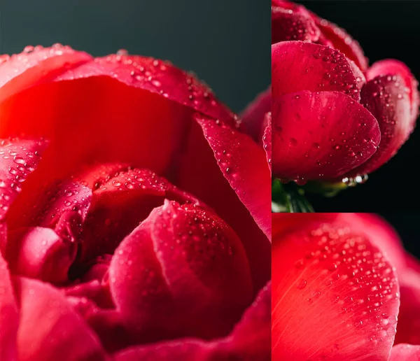 Collage de peonías rojas con gotas sobre fondo negro - foto de stock