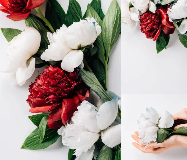 Colagem de peônias vermelhas e brancas com folhas verdes e mãos femininas sobre fundo branco — Fotografia de Stock