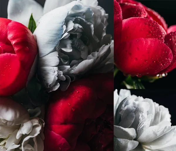 Collage of red and blue peonies with drops on black background — Stock Photo