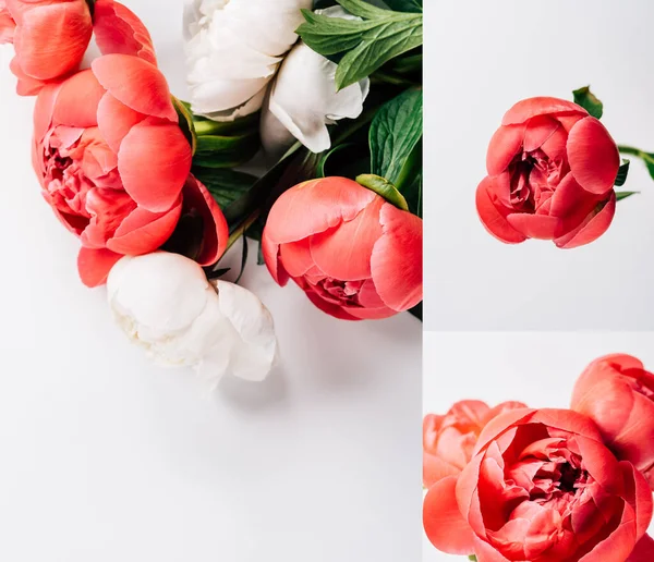 Collage of red and white peonies on white background — Stock Photo