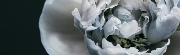 Close up view of blue and white peony isolated on black, panoramic shot — Stock Photo