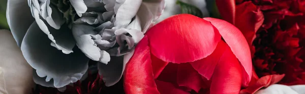 Vista ravvicinata delle peonie rosse, bianche, blu e rosa, colpo panoramico — Foto stock