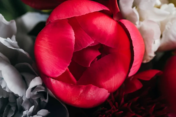 Vista da vicino delle peonie bianche, blu e rosa — Foto stock